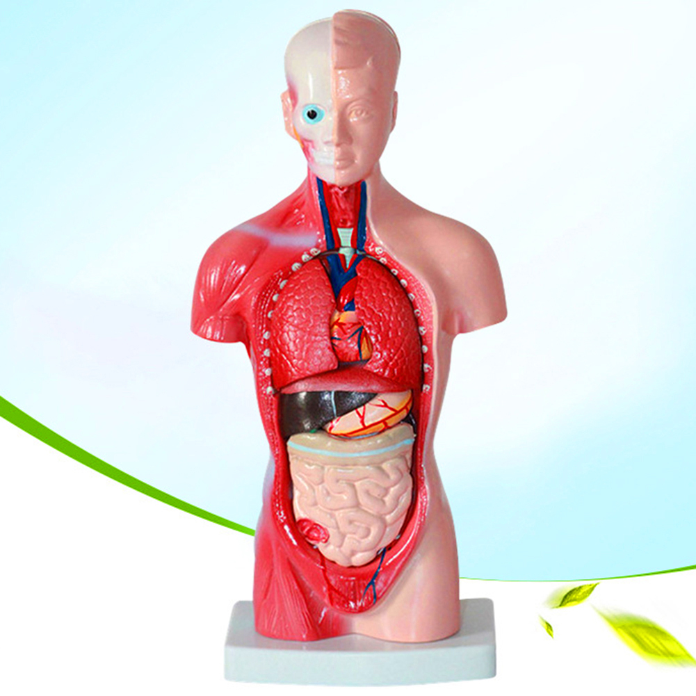 Anatomical Human Torso Body Model Anatomy Internal Organ ...